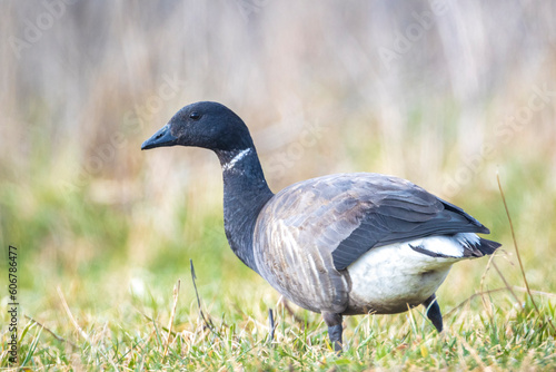 Brant or brent goose, Branta bernicla, foraging in a meadow