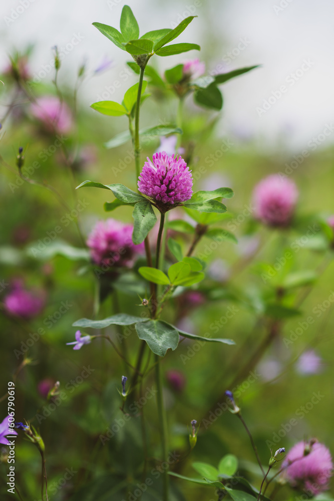 Fototapeta premium Red clover in bloom on a green meadow on a beautiful spring day