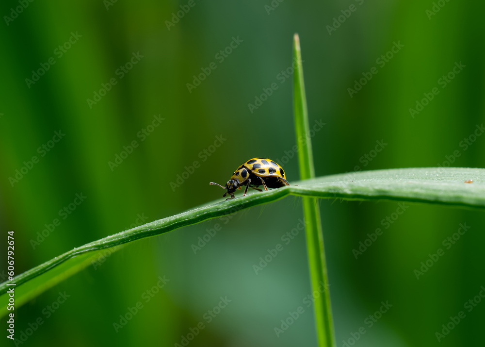 Macro Asian Lady Beetle Harmonia Axyridis, Close up yellow ladybug walking on grass leaf in the morning, cute ladybird with black spots Macro Asian Lady Beetle Harmonia Axyridis, Close up yellow ladybug walking on grass leaf in the morning, cute ladybird with black spots