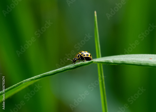 Macro Asian Lady Beetle Harmonia Axyridis, Close up yellow ladybug walking on grass leaf in the morning, cute ladybird with black spots