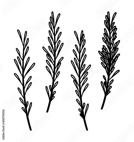 Rosemary branches with leaves set. Collection of abstract rosemary twigs, herb and spice design elements. Vector illustration isolated on white background.
