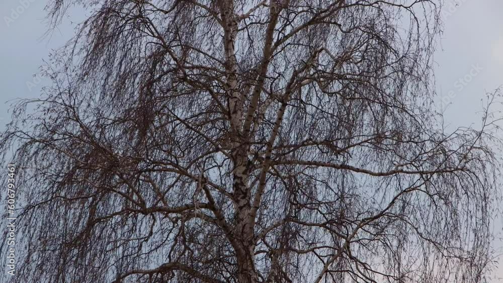 Birch branches in early spring with large catkins against a cloudy sky Birch branches in early spring with large catkins against a cloudy sky