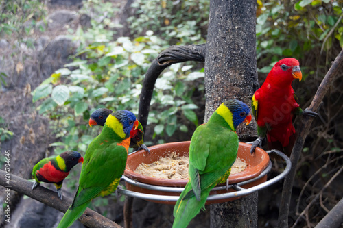 Loros, aves exóticas