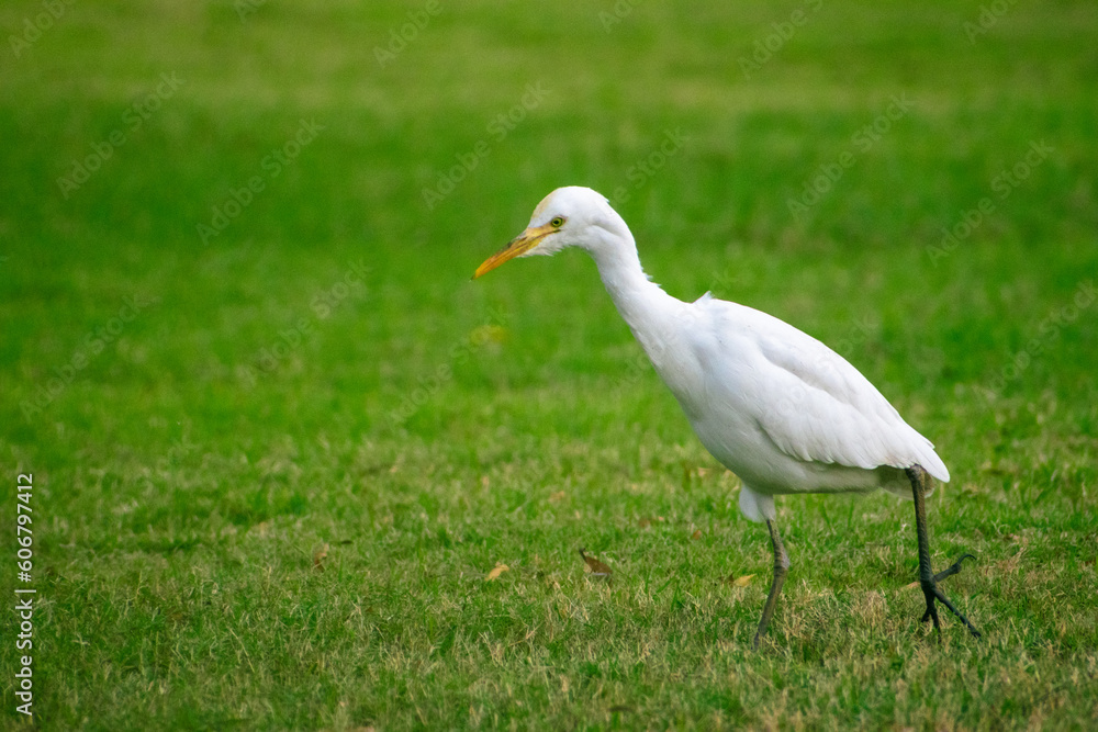 Portrait of great egret bird walking around the green grass in the park. Portrait of great egret bird walking around the green grass in the park.