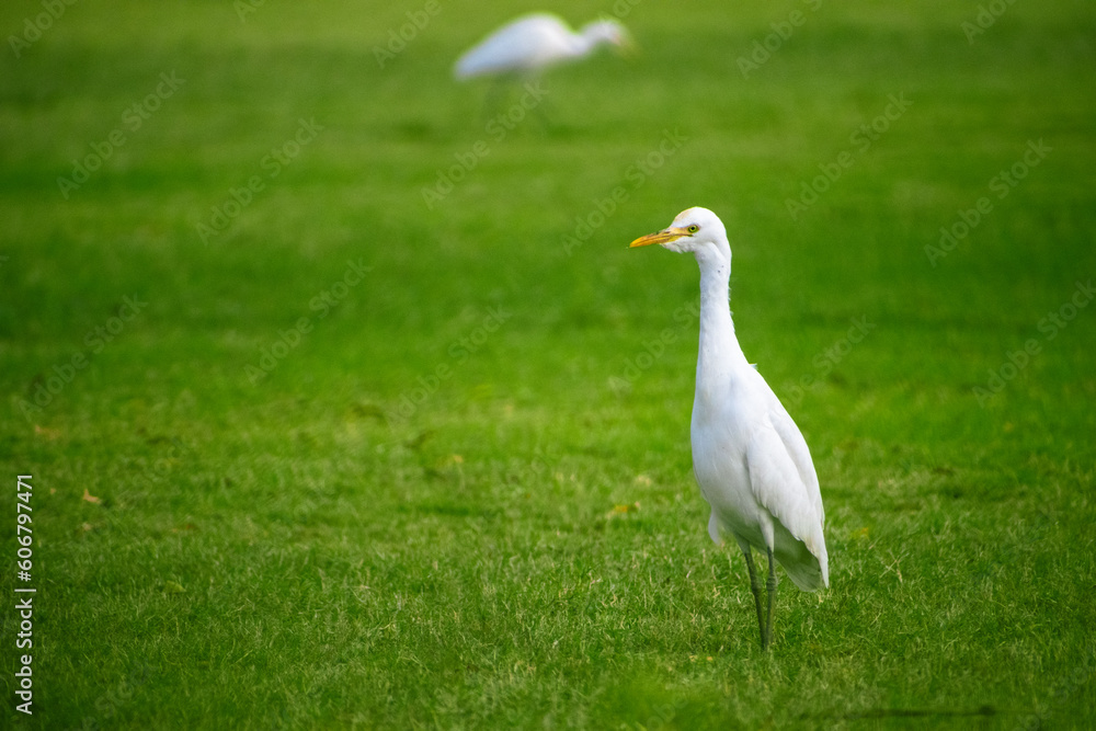 Adorable great egret bird in the beautiful green grass field. Adorable great egret bird in the beautiful green grass field.