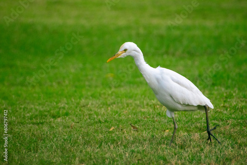 Portrait of great egret bird walking around the green grass in the park.