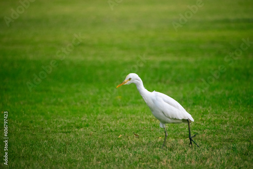 Portrait of great egret bird walking around the green grass in the park.