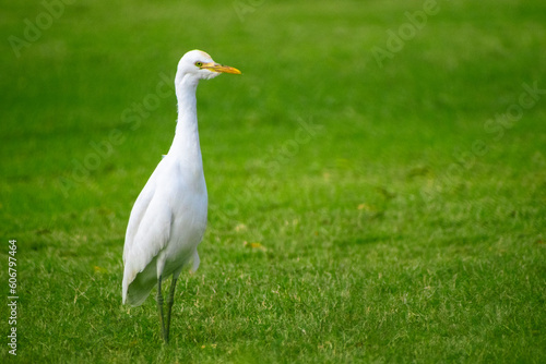 Portrait of great egret birds standing in the green grass field.
