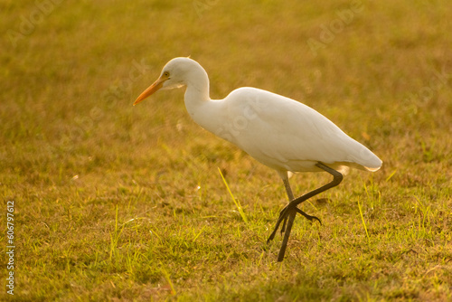 Portrait shot of beautiful great egret walking around grass field for hunting insects during sunset golden hour.