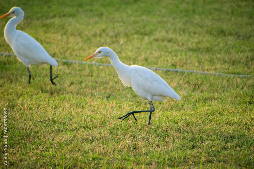 Closeup shot of two adorable egrets walking together on the green grass. Closeup shot of two adorable egrets walking together on the green grass.