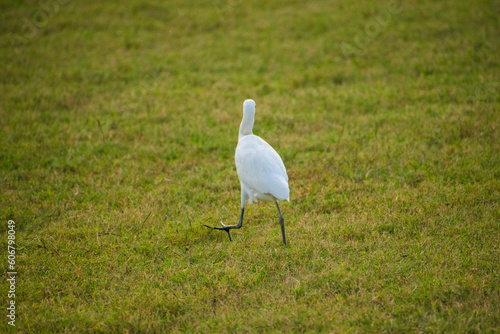 Portrait of great egret birds walking around gras fields.