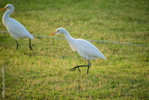 Closeup shot of two adorable egrets walking together on the green grass.