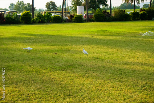 Flock of egrets walking around the beautiful green grass field.