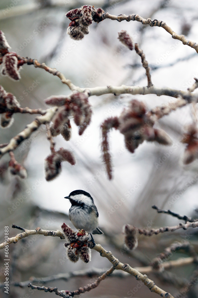 une mésange à tête noire sur une branche	
