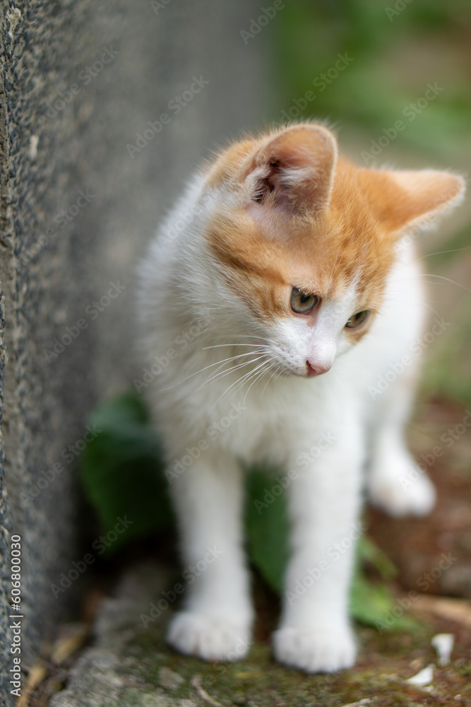 little poor stray kitten with beautiful orange fur looking sad 
