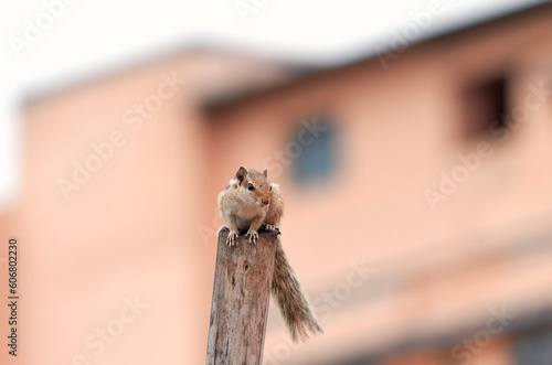 Photography A cute, juvenile Indian palm squirrel (Funambulus palmarum) sitting on top of a wooden log and curiously looking at urban surroundings