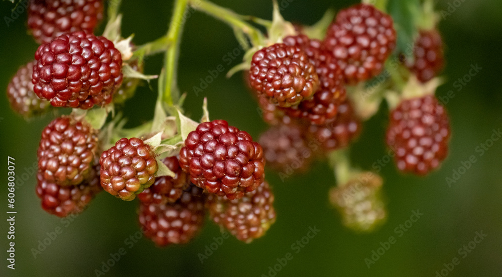 Bunches of ripe black and red and green unripe blackberries growing in wild nature, dewberry grow on a bush on a summer day. Blackberry. Healthy berries outdoors, close-up Bunches of ripe black and red and green unripe blackberries growing in wild nature, dewberry grow on a bush on a summer day. Blackberry. Healthy berries outdoors, close-up