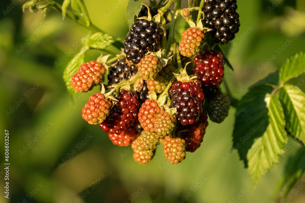 Bunches of ripe black and red and green unripe blackberries growing in wild nature, dewberry grow on a bush on a summer day. Blackberry. Healthy berries outdoors, close-up Bunches of ripe black and red and green unripe blackberries growing in wild nature, dewberry grow on a bush on a summer day. Blackberry. Healthy berries outdoors, close-up