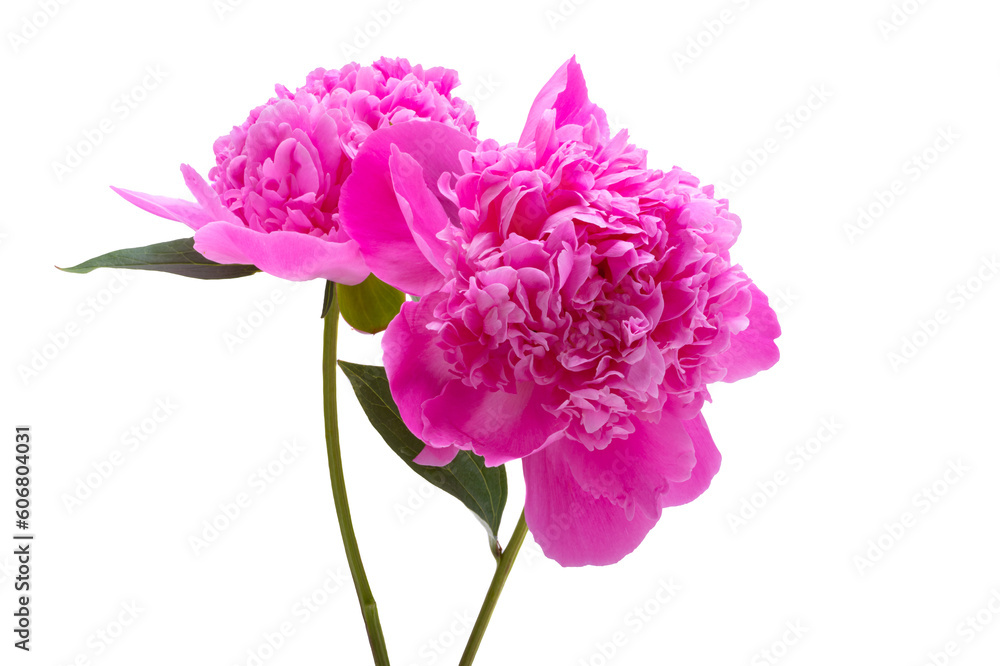 pink peony flower isolated