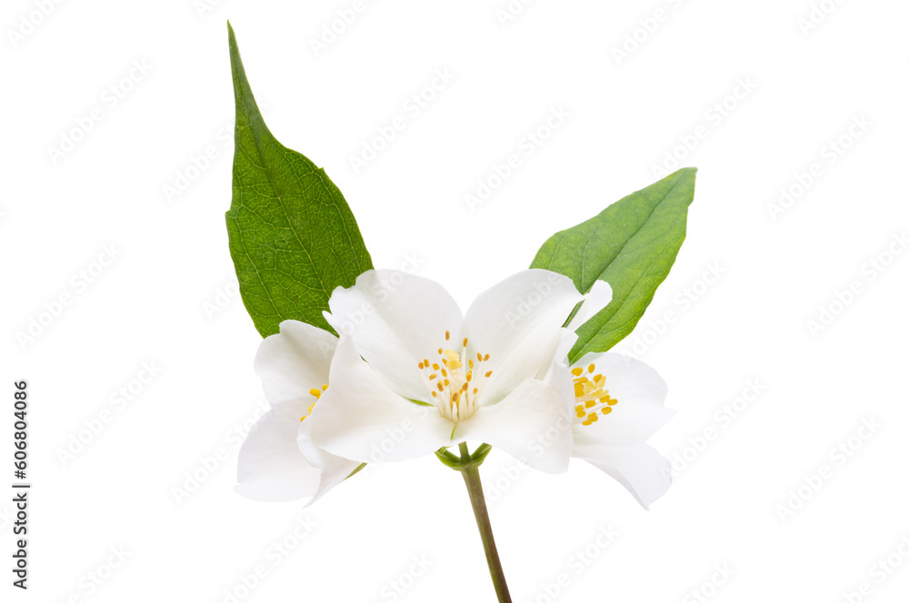 Fototapeta premium jasmine flower isolated