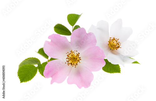 Fototapeta Naklejka Na Ścianę i Meble -  rosehip flower isolated