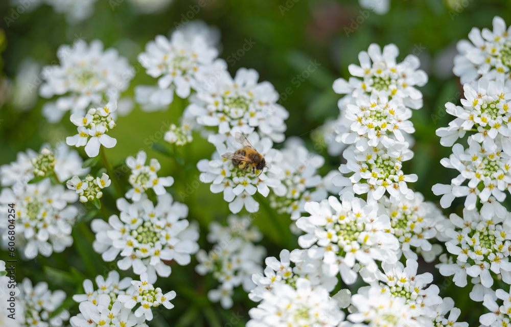 blooming iberis on a sunny day in spring blooming iberis on a sunny day in spring