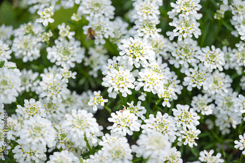 blooming iberis on a sunny day in spring blooming iberis on a sunny day in spring