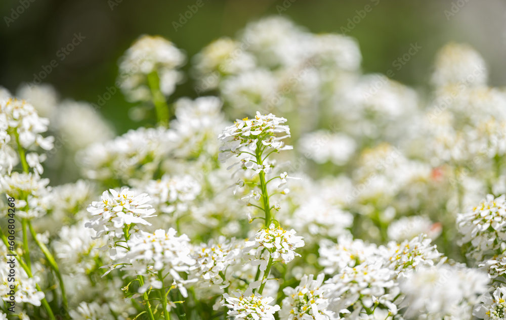 blooming iberis on a sunny day in spring blooming iberis on a sunny day in spring