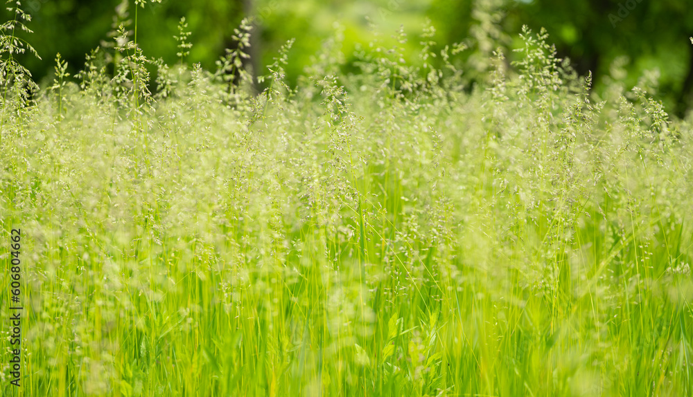 green grass in the meadow green grass in the meadow
