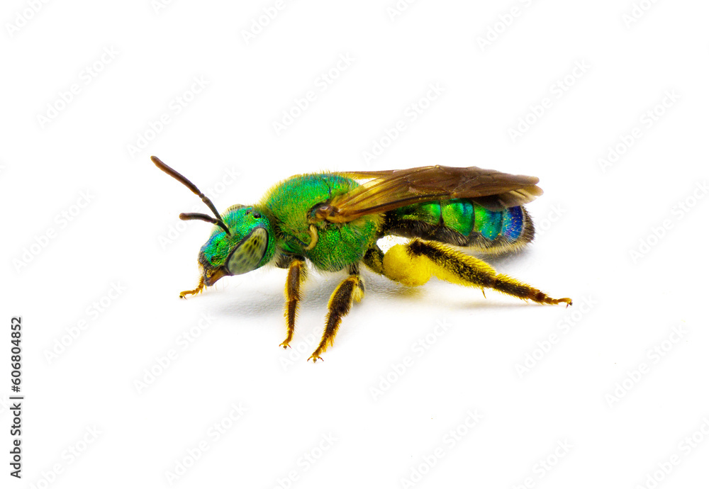 Φωτογραφία Agapostemon splendens - brown winged striped metallic green sweat bee - species in the family Halictidae isolated on white background
