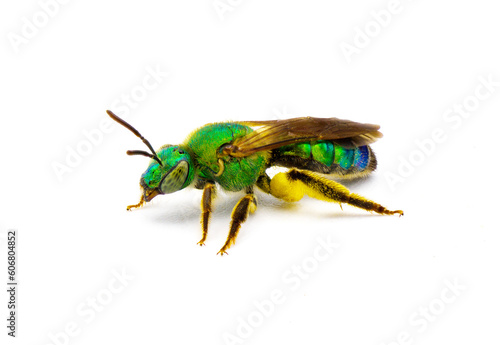 Agapostemon splendens - brown winged striped metallic green sweat bee - species in the family Halictidae isolated on white background. Green shiny iridescence with yellow pollen.  Side profile view photo