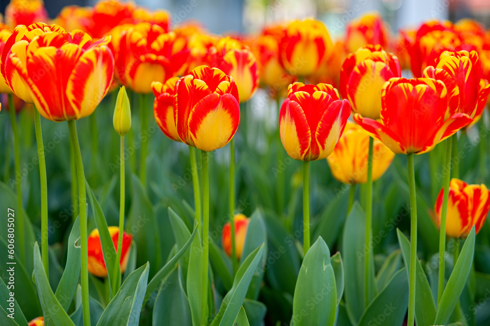 flowers of beautiful tulips growing in a flower bed