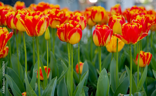 flowers of beautiful tulips growing in a flower bed © ksena32