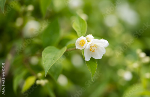 Fototapeta Naklejka Na Ścianę i Meble -  jasmine flower in a flower bed