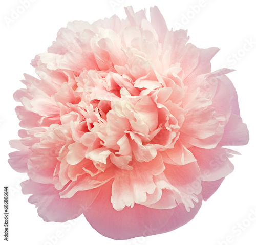 Pink peony flower  on  isolated background with clipping path. Closeup. For design. Transparent background.   Nature.