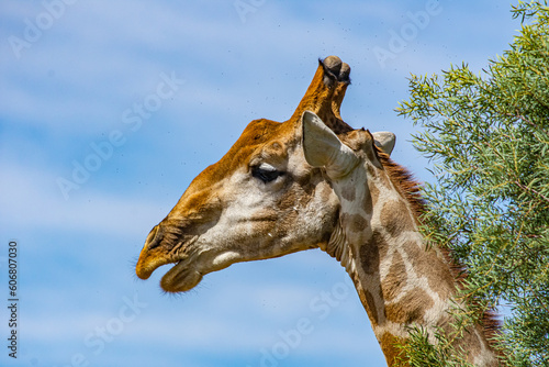 Giraffe with open mouth