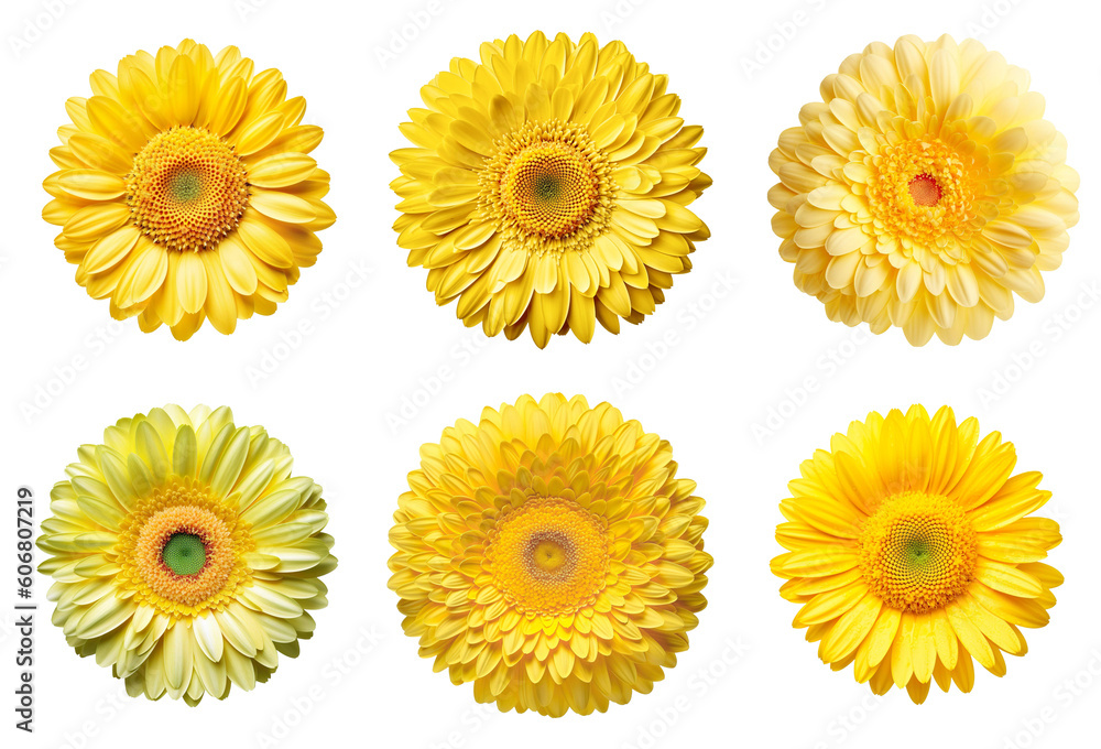 Assorted yellow gerbera daisy flower heads on transparent PNG background. Generative AI.
Assorted yellow gerbera daisy flower heads on transparent PNG background. Generative AI.