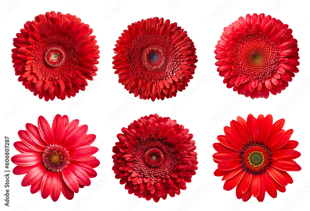 Assorted red gerbera daisy flower heads on transparent PNG background. Generative AI.