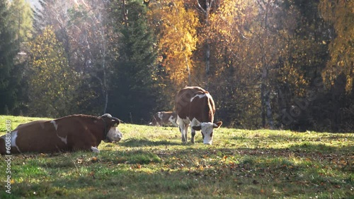 Krowy na pastwisku w blasku słońca