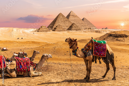 Camel caravan resting in the desert nearthe Pyramids of Egypt, Giza