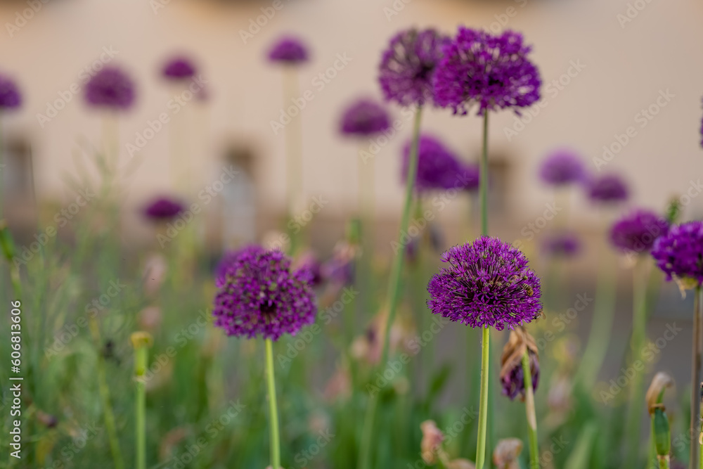 Obraz premium allium aflatunense blooms purple in spring