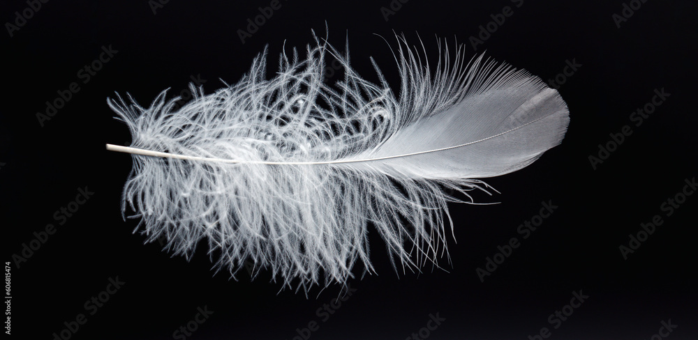 Obraz premium White feather on black background. Light fluffy white feathers are falling down in the dark, banner, plumage logo
