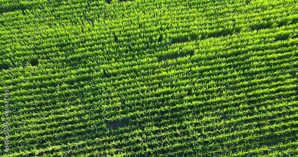 Green corn field from above in motion Green corn field from above in motion