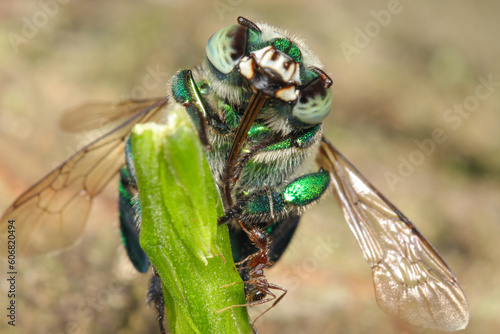 Orchid bee & ant photo