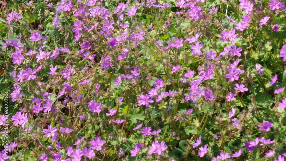 Field of purple flowers in spring season, ping and violet against green grass. Garden or park on a sunny day - natural landscape background. Field of purple flowers in spring season, ping and violet against green grass. Garden or park on a sunny day - natural landscape background.