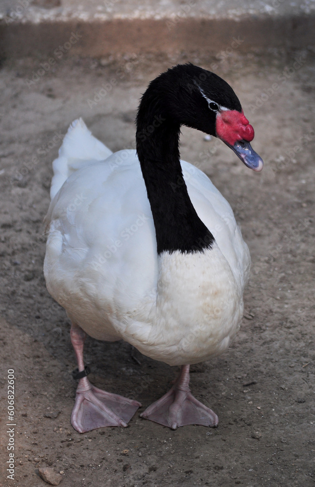 Obraz premium Black-necked swan (Cygnus melancoryphus) portrait