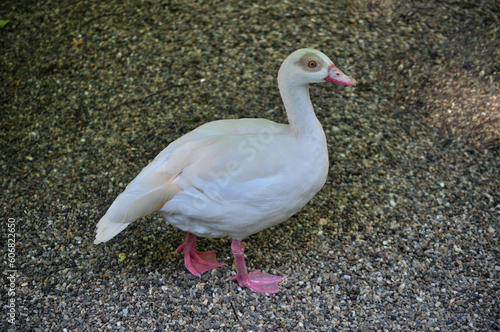 Egyptian goose (Alopochen aegyptiaca) portrait photo