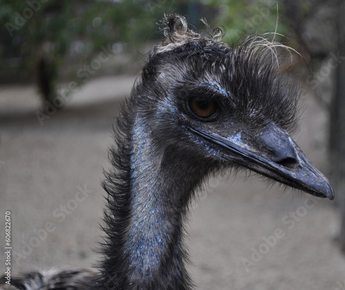 Emu (Dromaius novaehollandiae) portrait bird