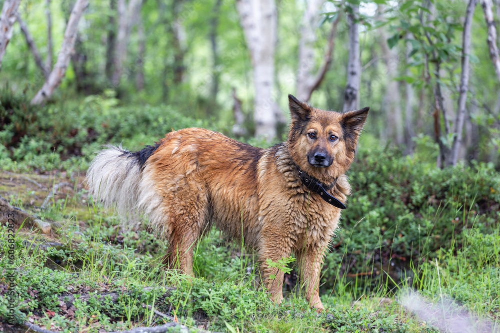 Naklejka premium wet dog in the rain, looking at the camera.