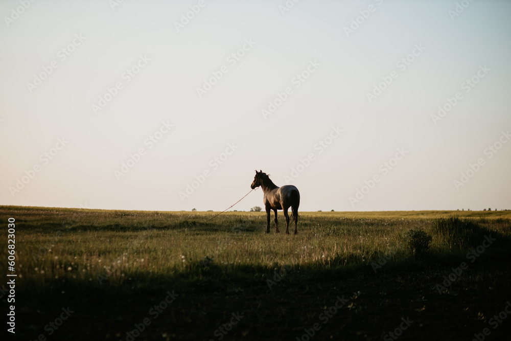 horse stand in a rural field at sunset